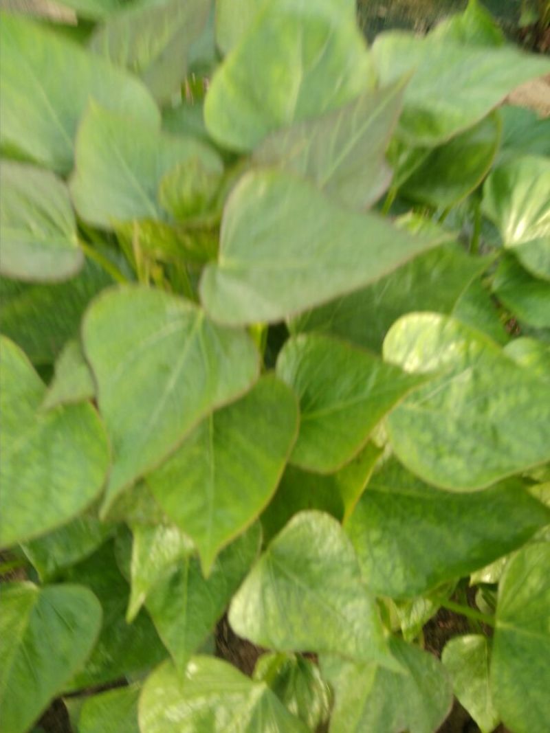 红薯种苗