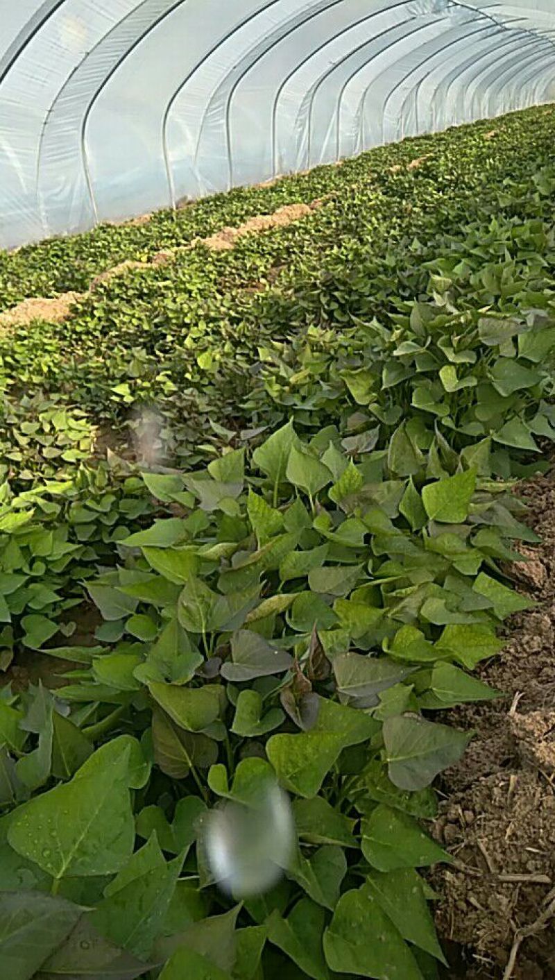 红薯种苗