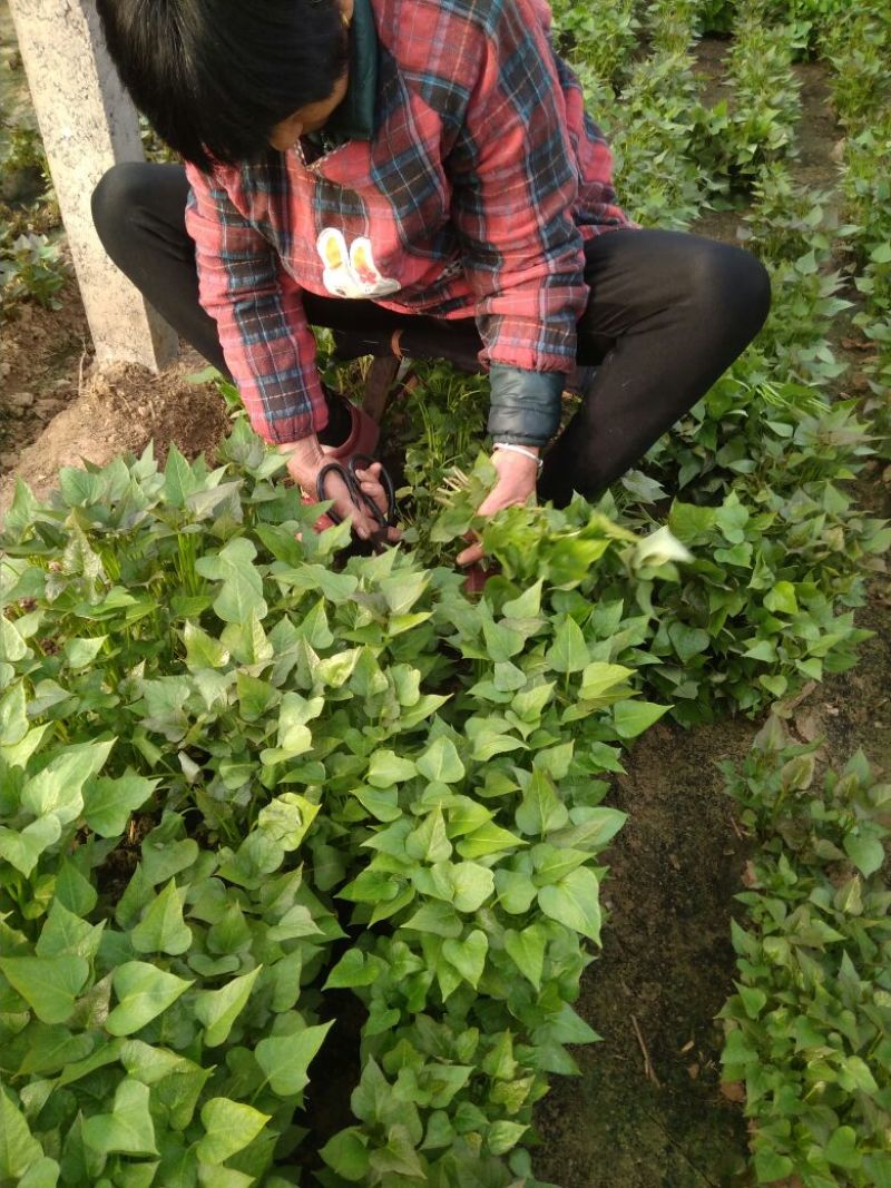 红薯种苗