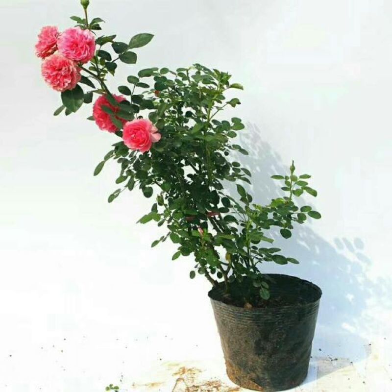 月季苗40~50cm