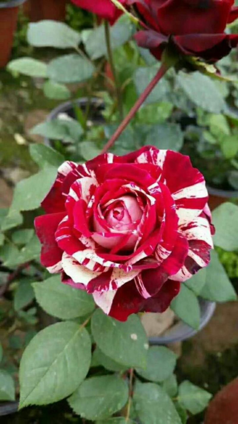 月季苗40~50cm