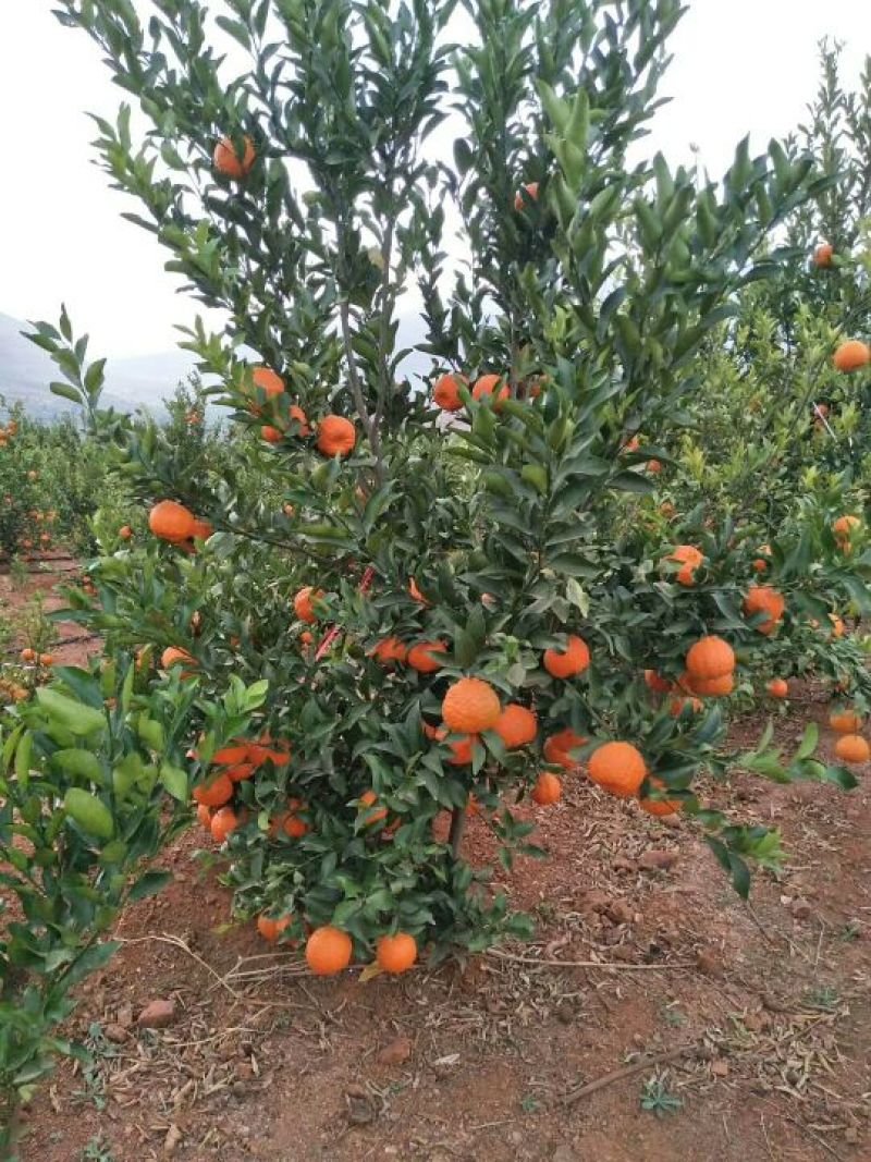 专业代收，宾川晚芦椪柑，沃柑，橙子
