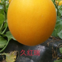 久红瑞甜瓜3斤精品