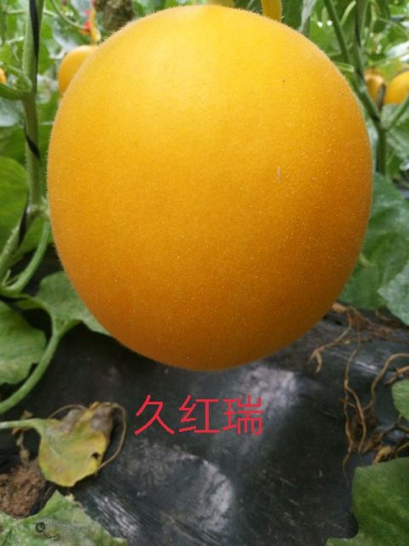 久红瑞甜瓜3斤精品