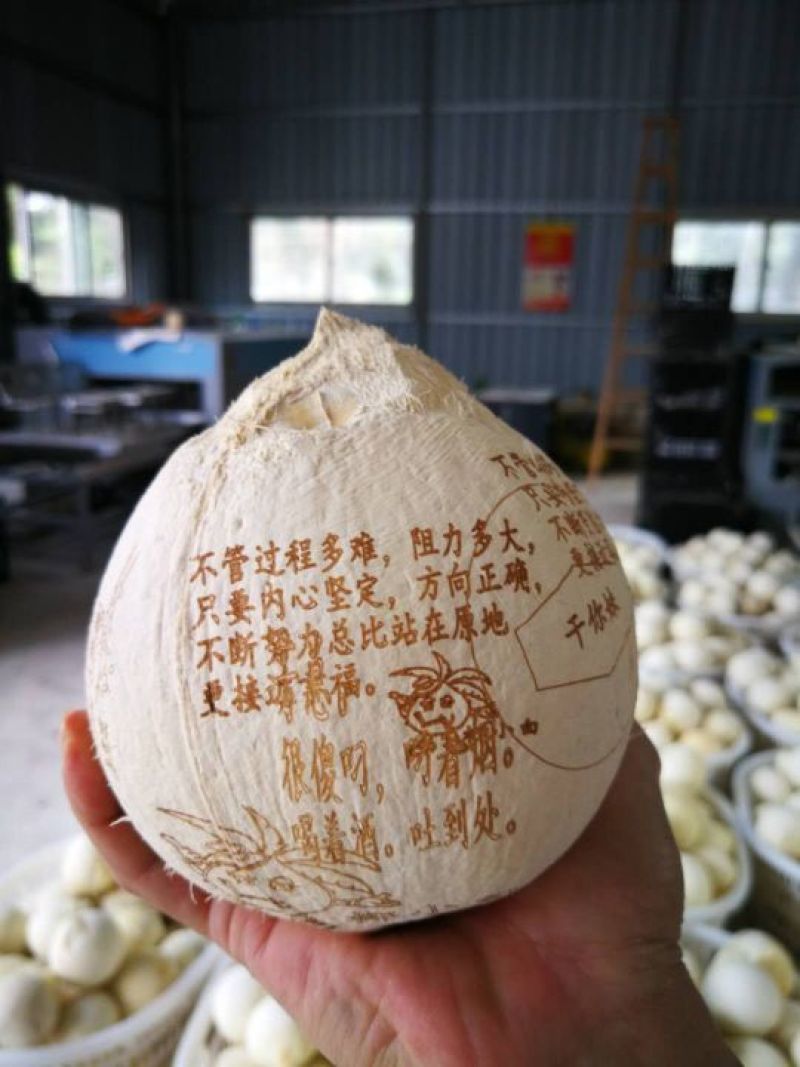 椰皇3~4斤