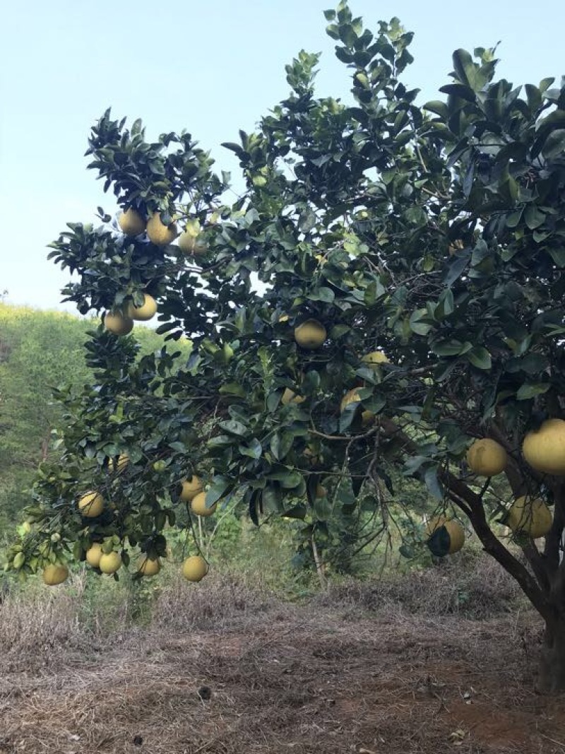 红肉蜜柚现可上市，山间种植红心柚1.8斤以上