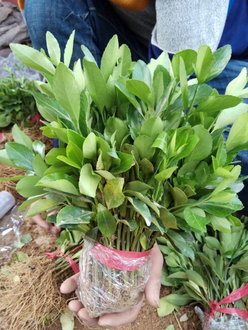 大叶黄杨苗10~20cm