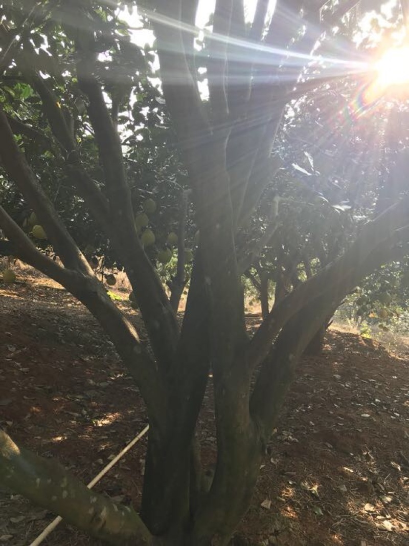 红肉蜜柚现可上市，山间种植红心柚1.8斤以上