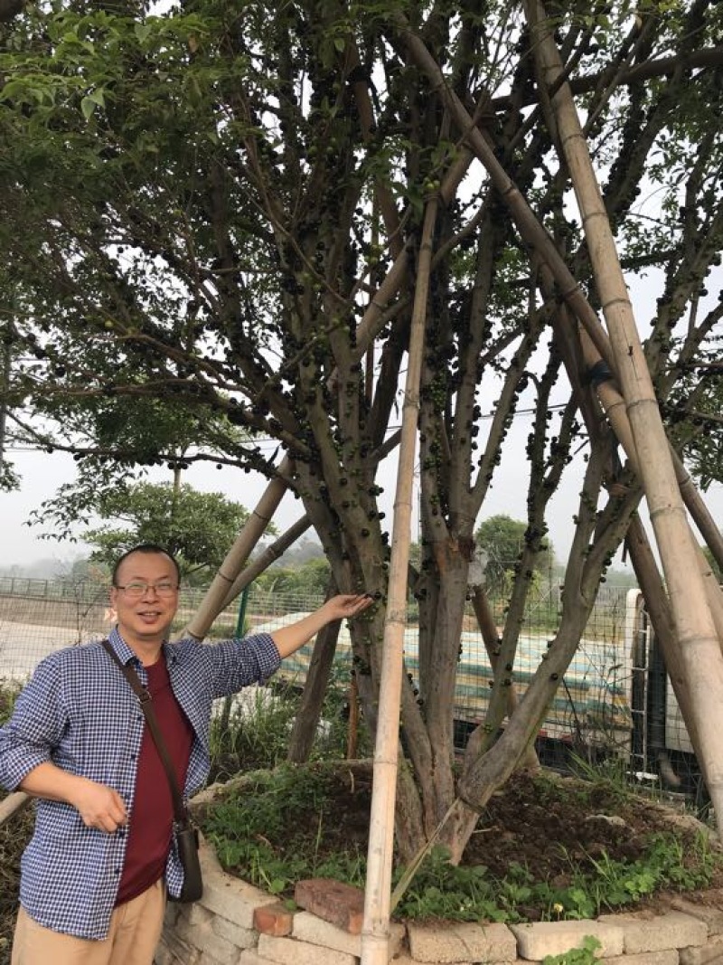 千棵嘉宝果，有果上市了，诚邀各大电商团队合作