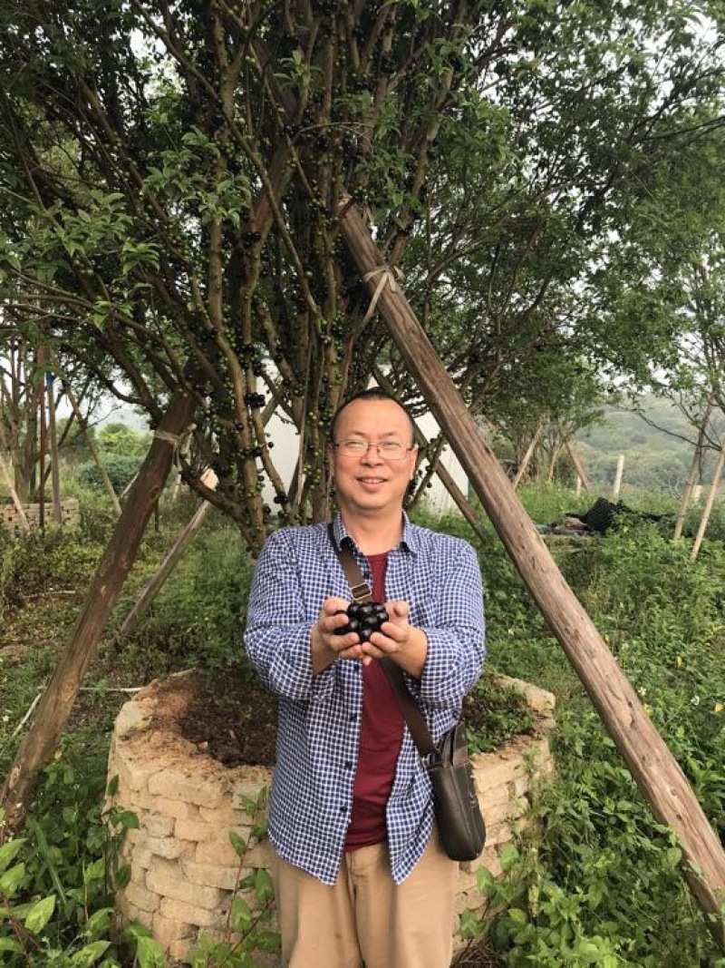 千棵嘉宝果，有果上市了，诚邀各大电商团队合作