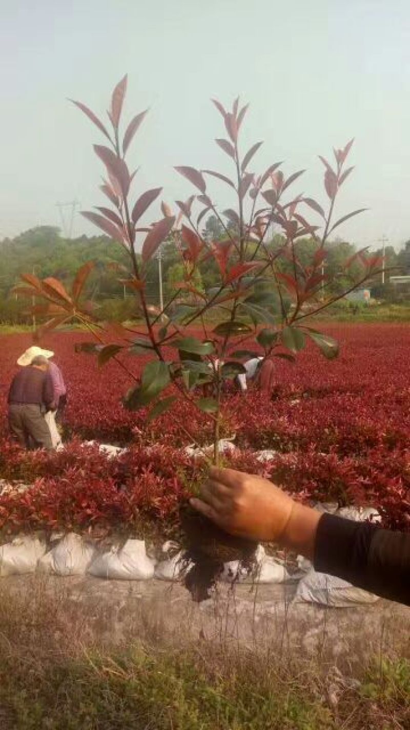 红叶石楠苗.大小杯红叶石楠