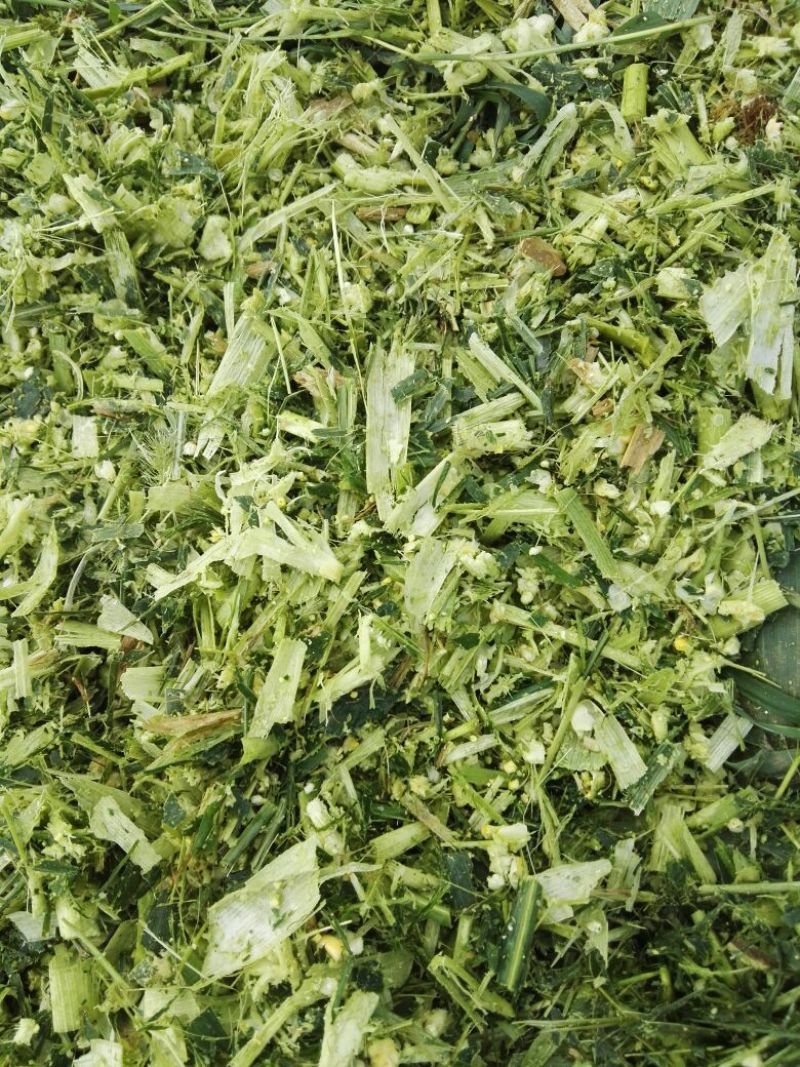 青储饲料48个月
