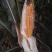 青储饲料48个月