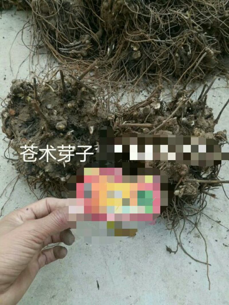 苍术种苗！，两年收，产量高好成活，效益高，上门回收！