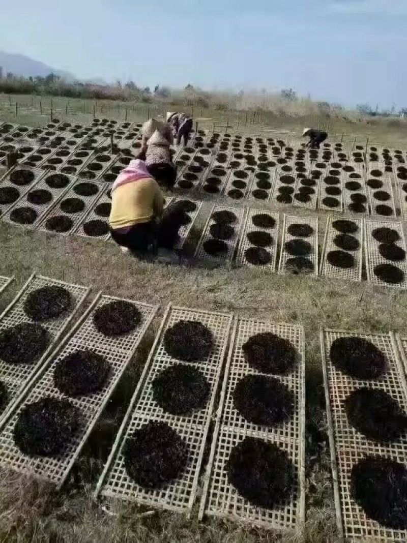 坛紫菜人工养殖头水