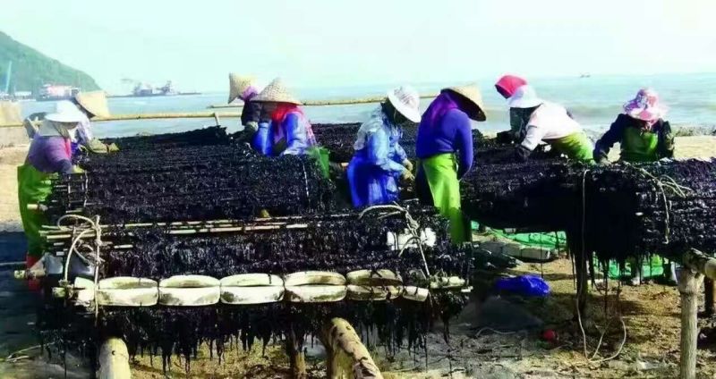 坛紫菜人工养殖头水