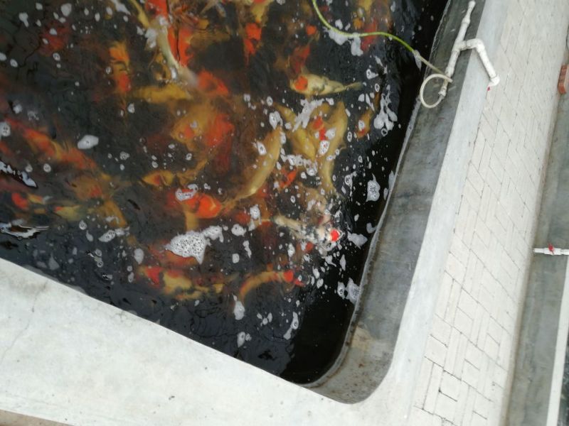 锦鲤鱼苗0.5~1公斤