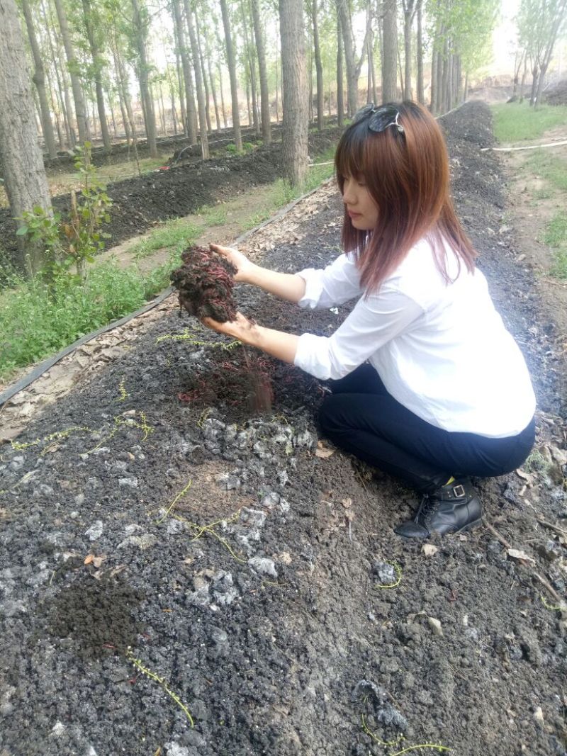 全国发蚯蚓种蚯蚓苗，种蚯蚓，大平2号蚯蚓批发