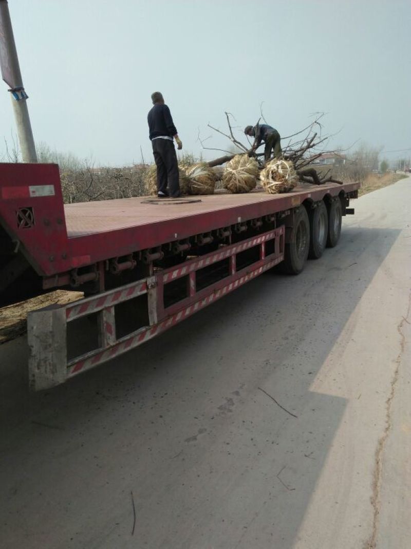 柿树14~16cm14~16cm3~3.5米