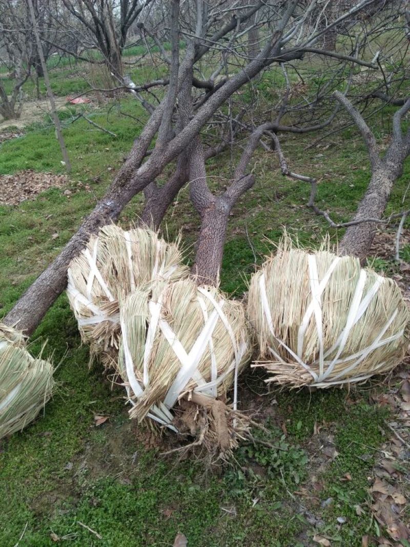 柿树14~16cm14~16cm3~3.5米
