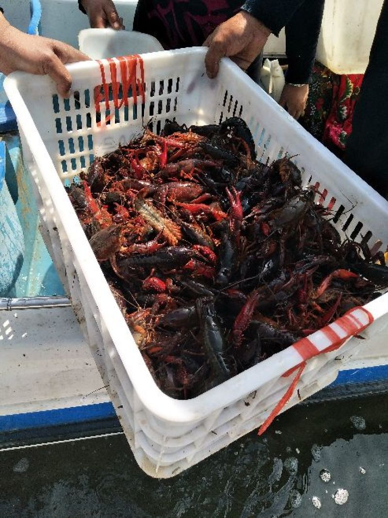 小龙虾微山湖精品小龙虾