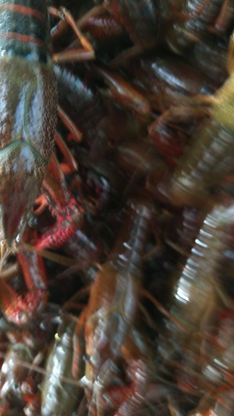 小龙虾微山湖精品小龙虾