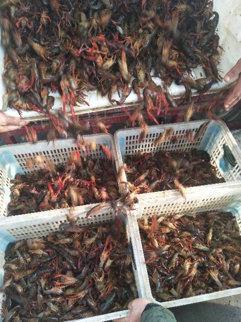 小龙虾微山湖精品小龙虾