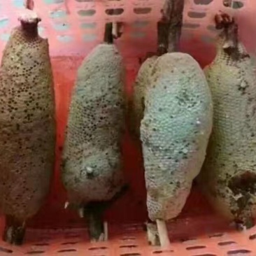 蜂蜜，来自西双版纳原始森林的纯生态蜂蜜