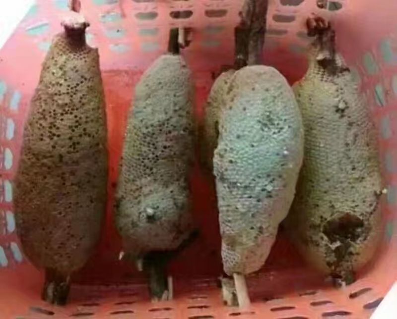 蜂蜜，来自西双版纳原始森林的纯生态蜂蜜
