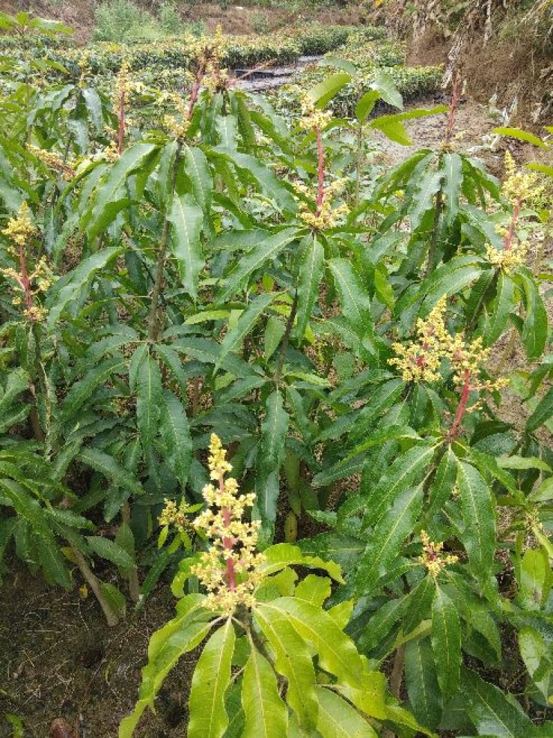 芒果苗金煌，四季，红贵妃，桂七，台农澳洲芒果苗