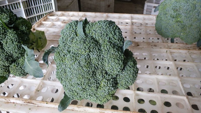 炎秀西兰花0.8~1.2斤