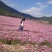 波斯菊