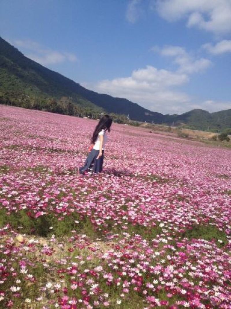 波斯菊
