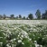 波斯菊