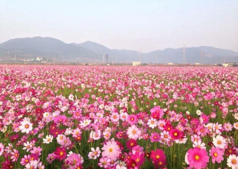 波斯菊