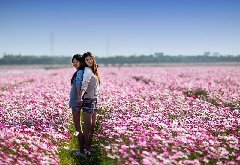 波斯菊