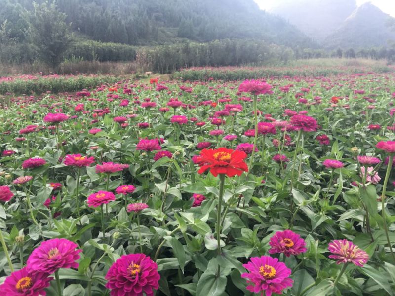 百日草