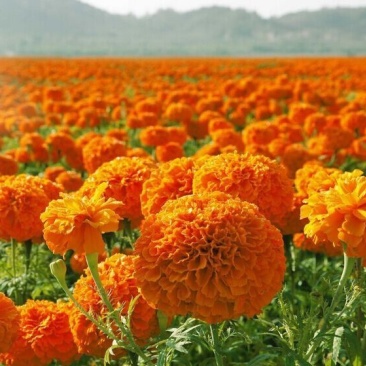 万寿菊