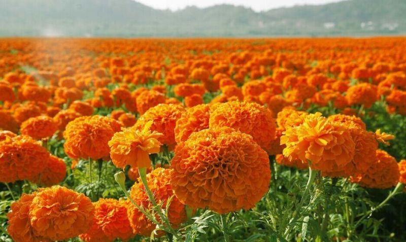 万寿菊
