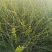 水腊10~20cm