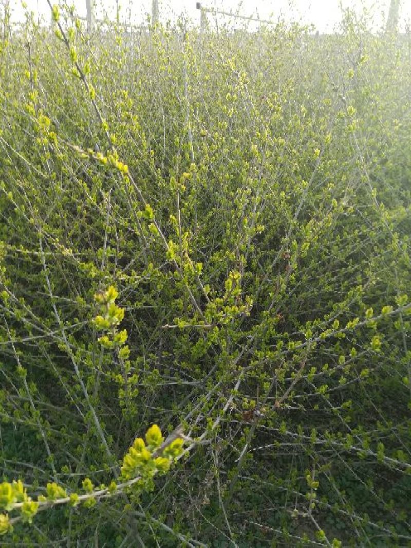 水腊10~20cm