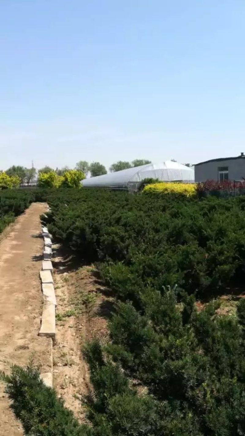 水腊10~20cm