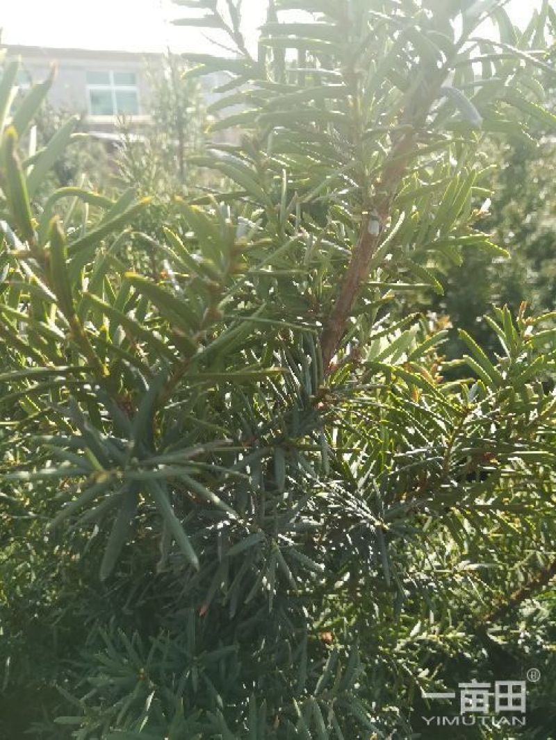 水腊10~20cm