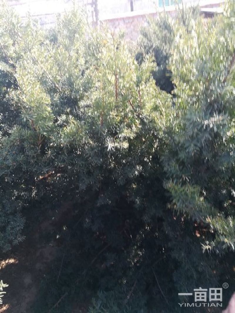 水腊10~20cm