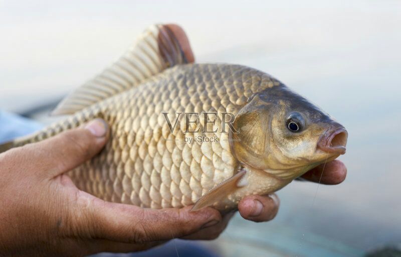 湘云鲫食用