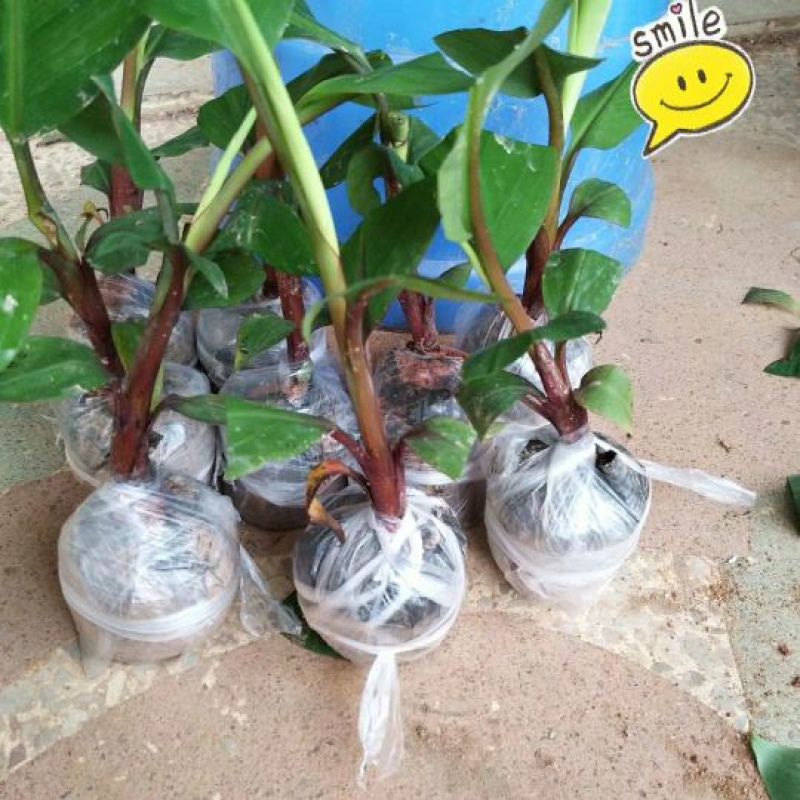 红香蕉苗一级良种1~2年