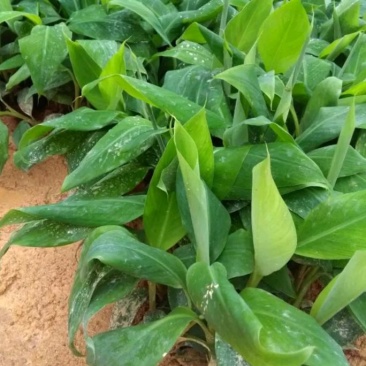 红香蕉苗一级良种1~2年