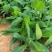 红香蕉苗一级良种1~2年