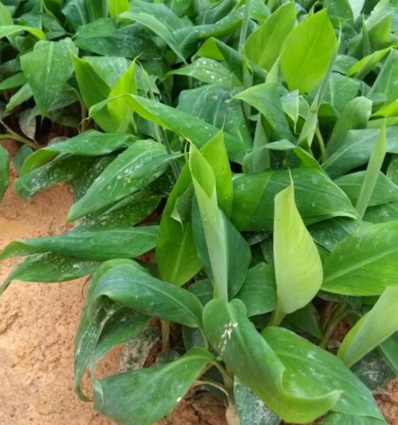 红香蕉苗一级良种1~2年