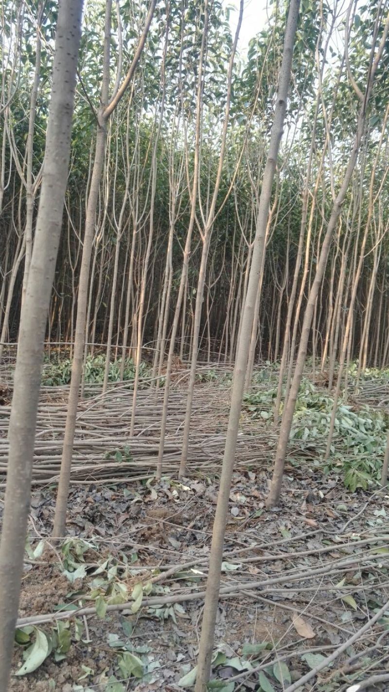 大叶女贞2.5公分左右（腾地处理）